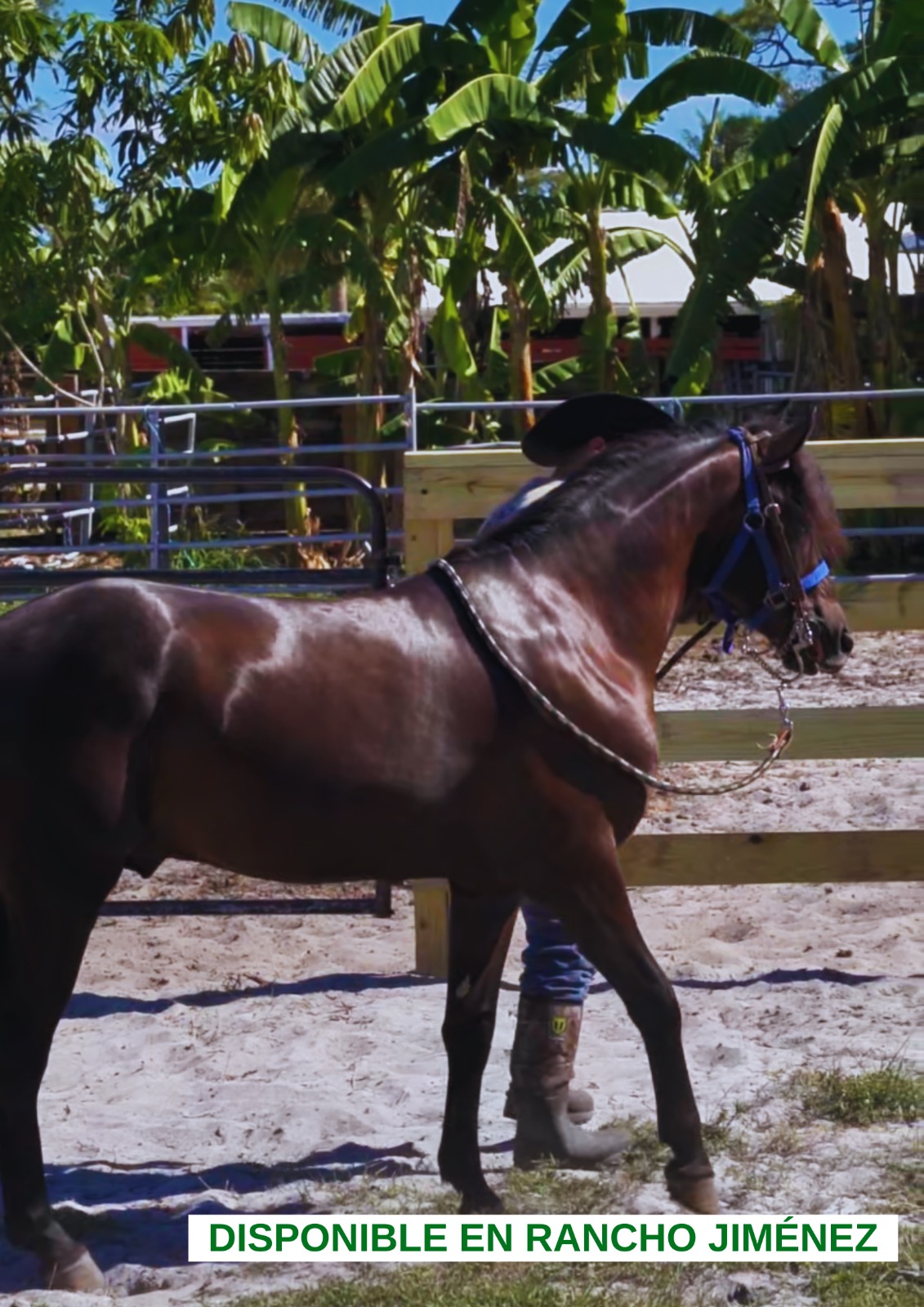 Caballo-Hurarcan-Rancho-Jimenez (1)