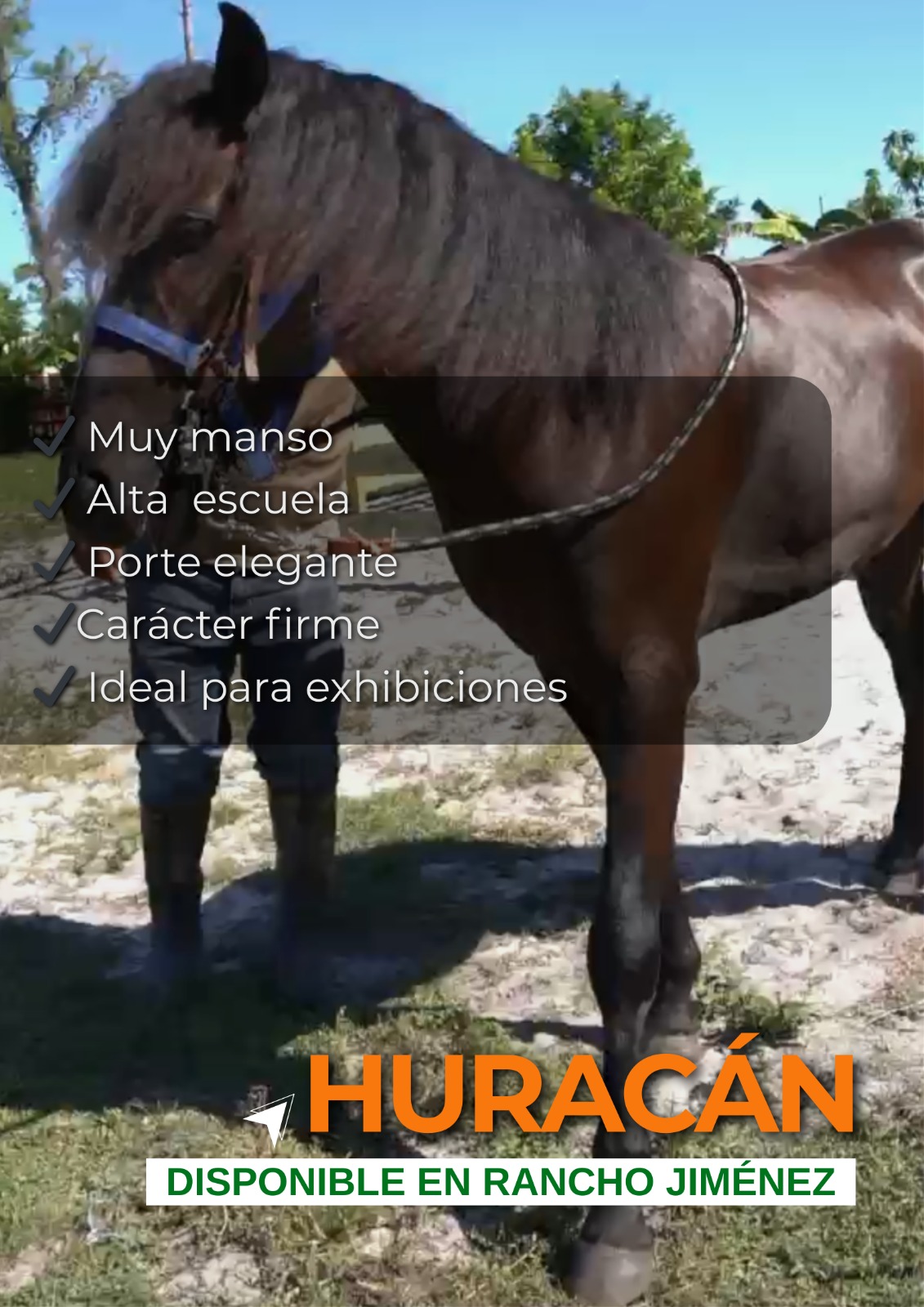 Caballo-Hurarcan-Rancho-Jimenez (2)