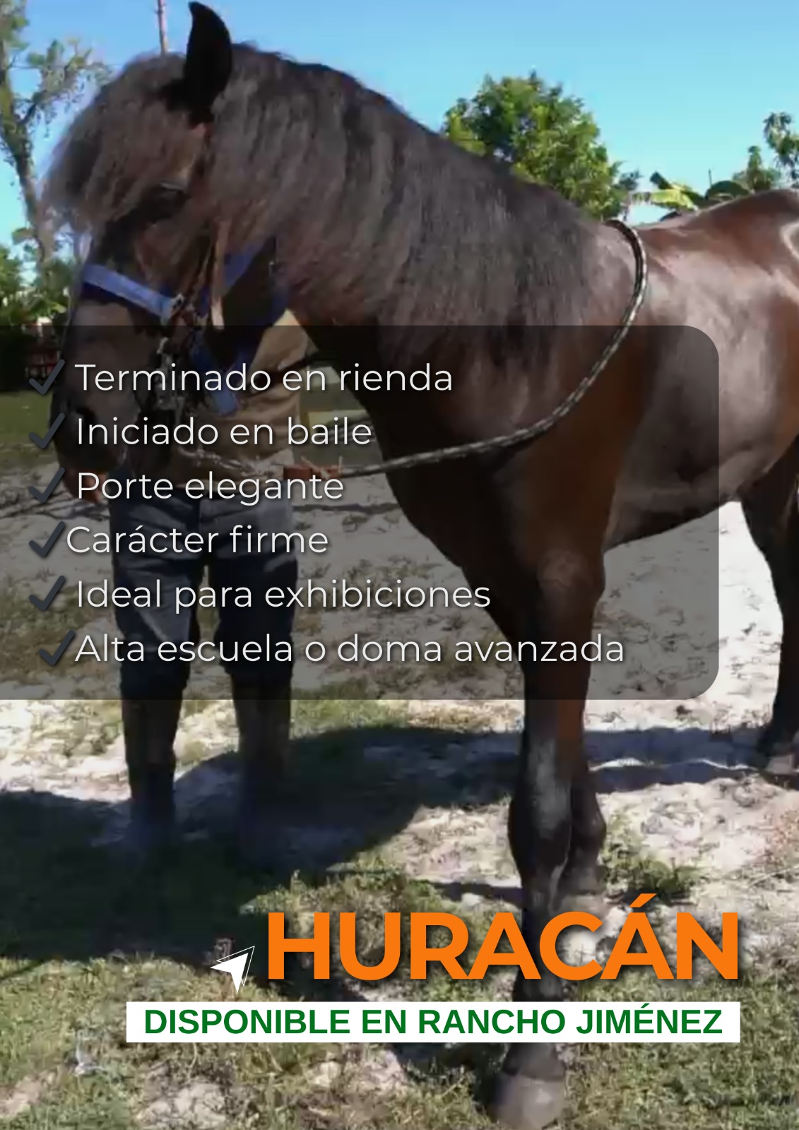 Caballo-Hurarcan-Rancho-Jimenez (3)