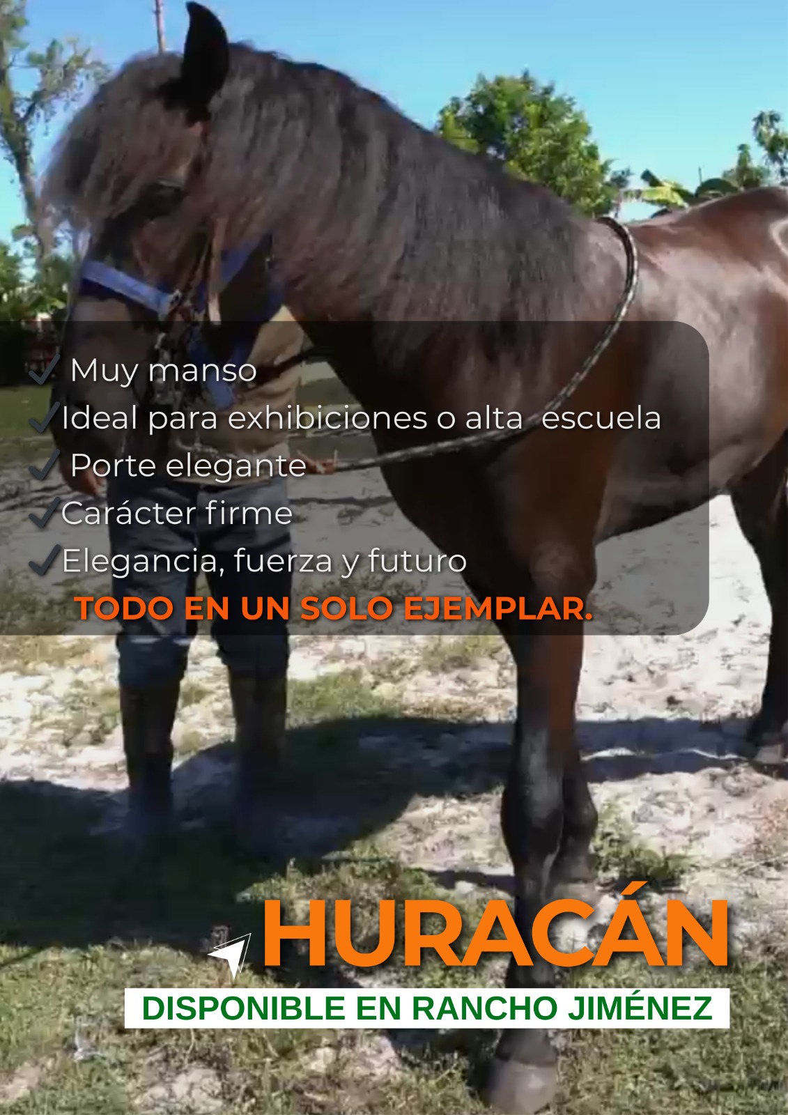 Caballo-Hurarcan-Rancho-Jimenez (4)