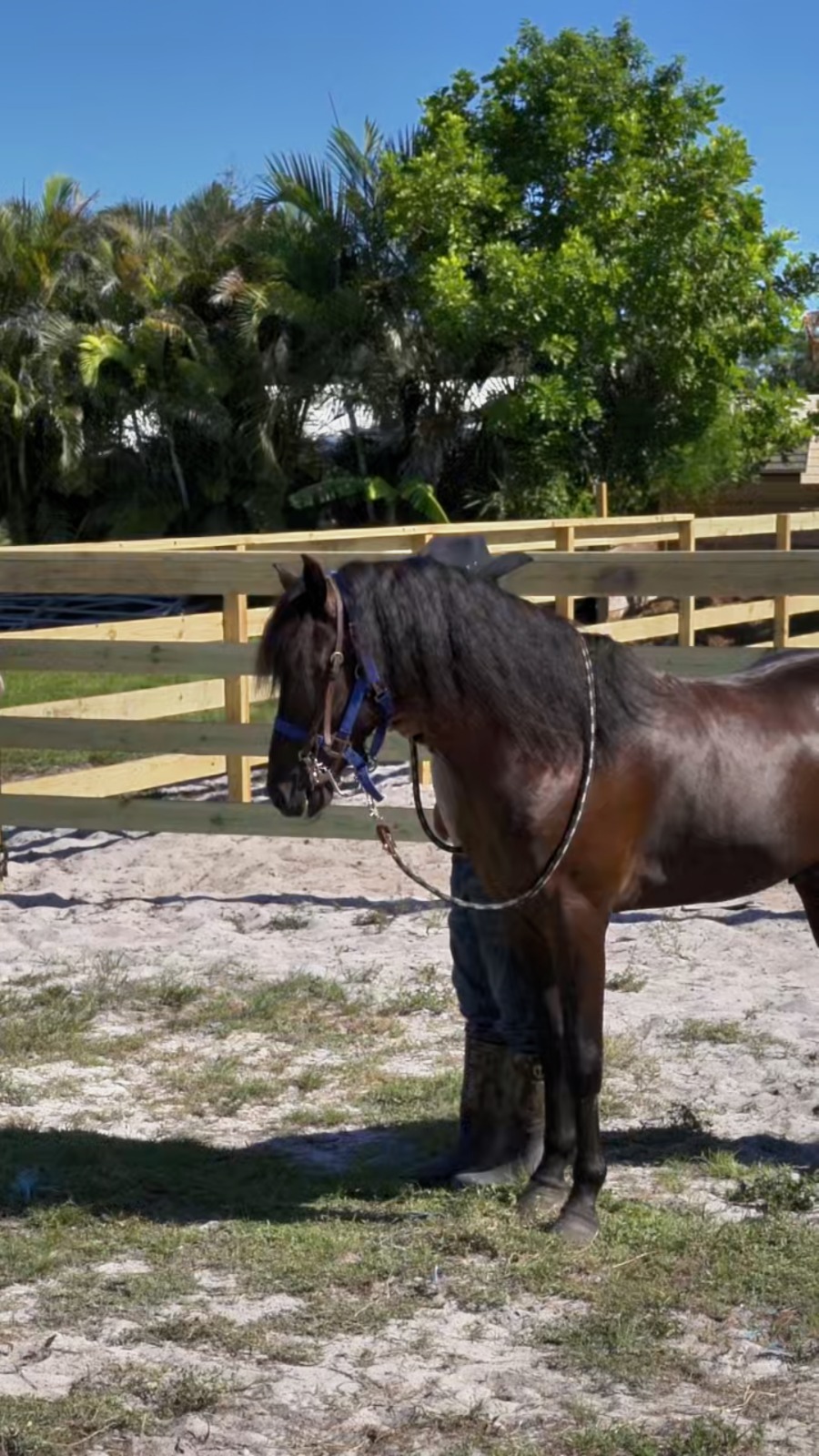 Caballo-Hurarcan-Rancho-Jimenez (5)