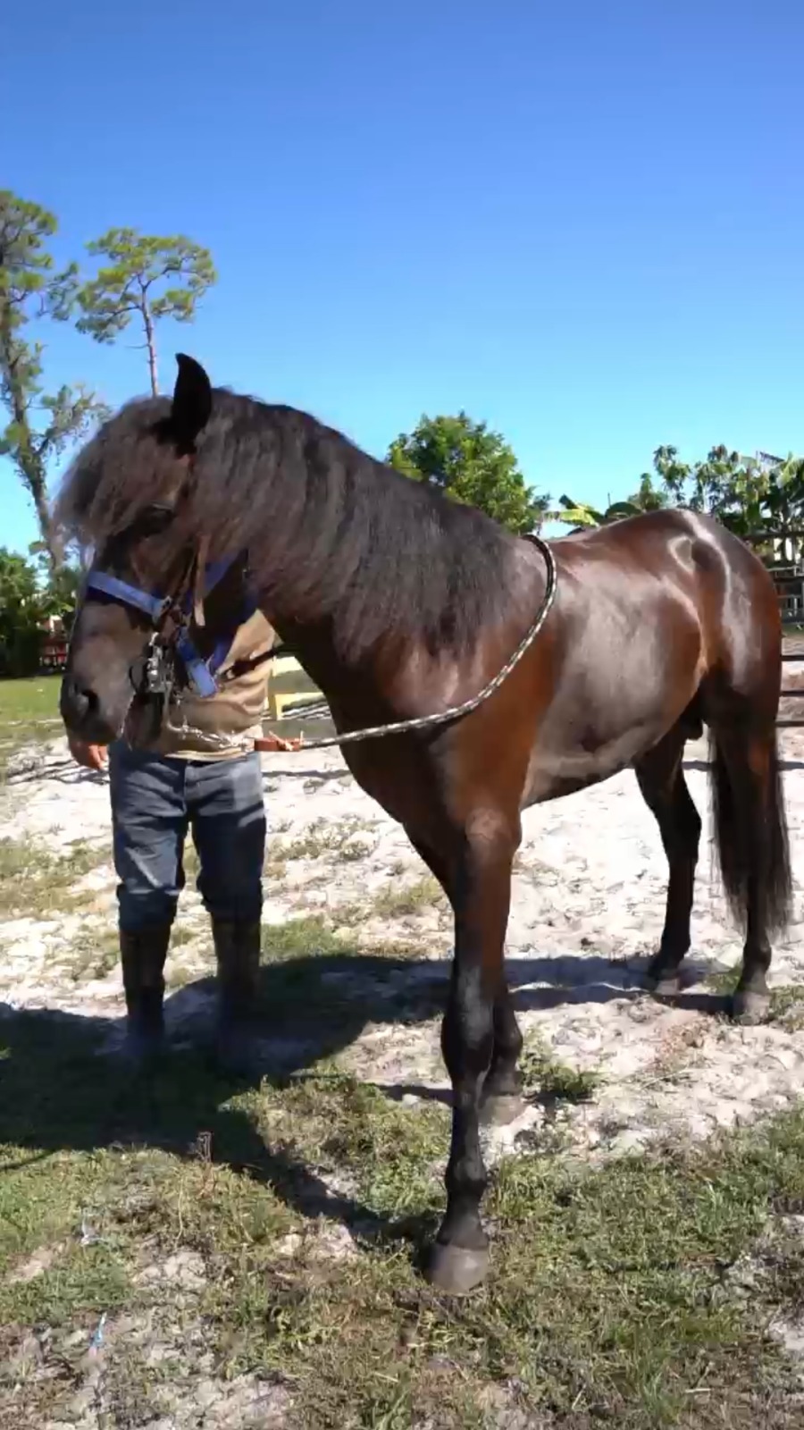 Caballo-Hurarcan-Rancho-Jimenez (6)