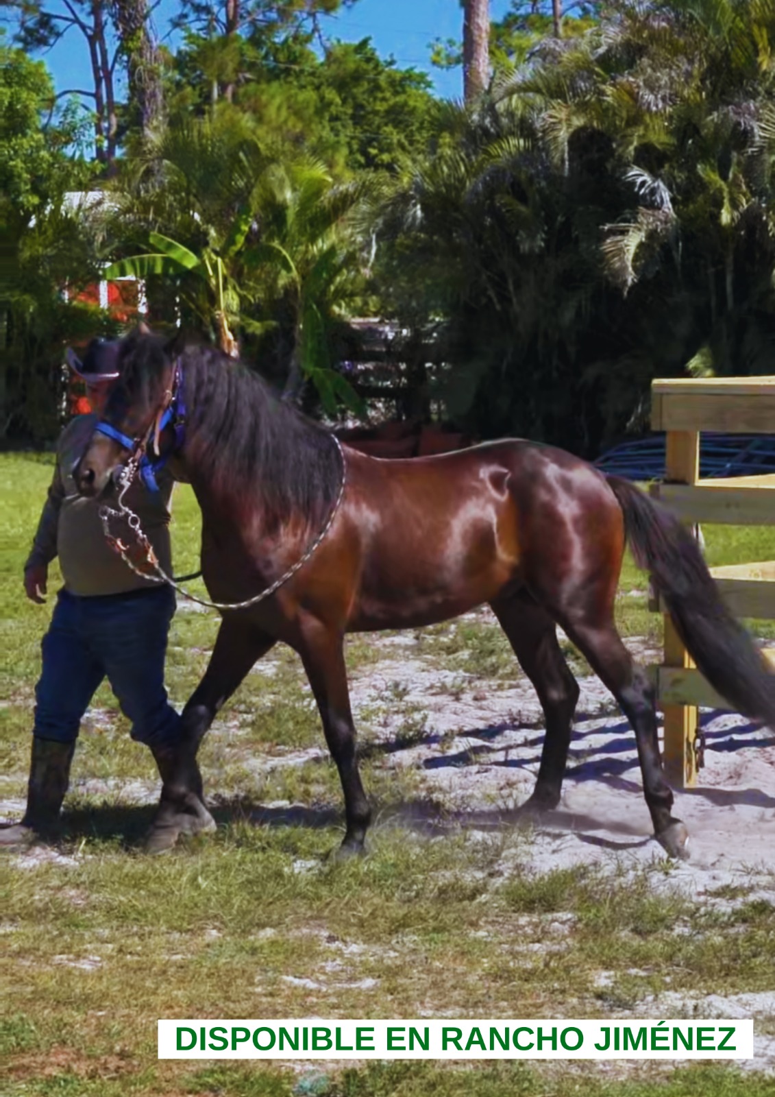 Caballo-Hurarcan-Rancho-Jimenez (7)