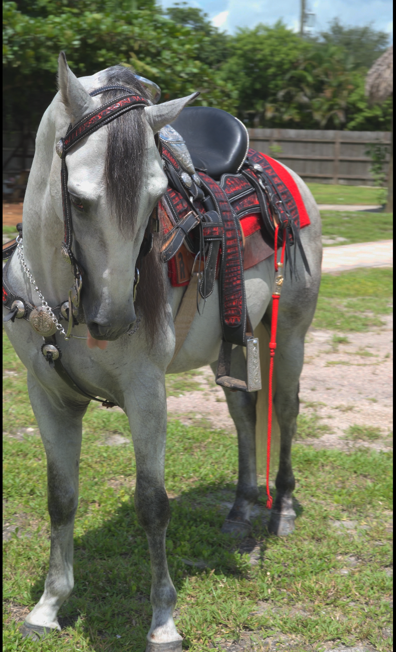 EL-BAILADOR-RANCHO-JIMENEZ (1)