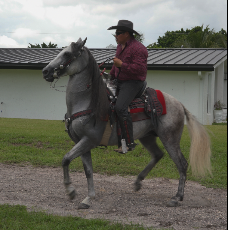 EL-BAILADOR-RANCHO-JIMENEZ (2)