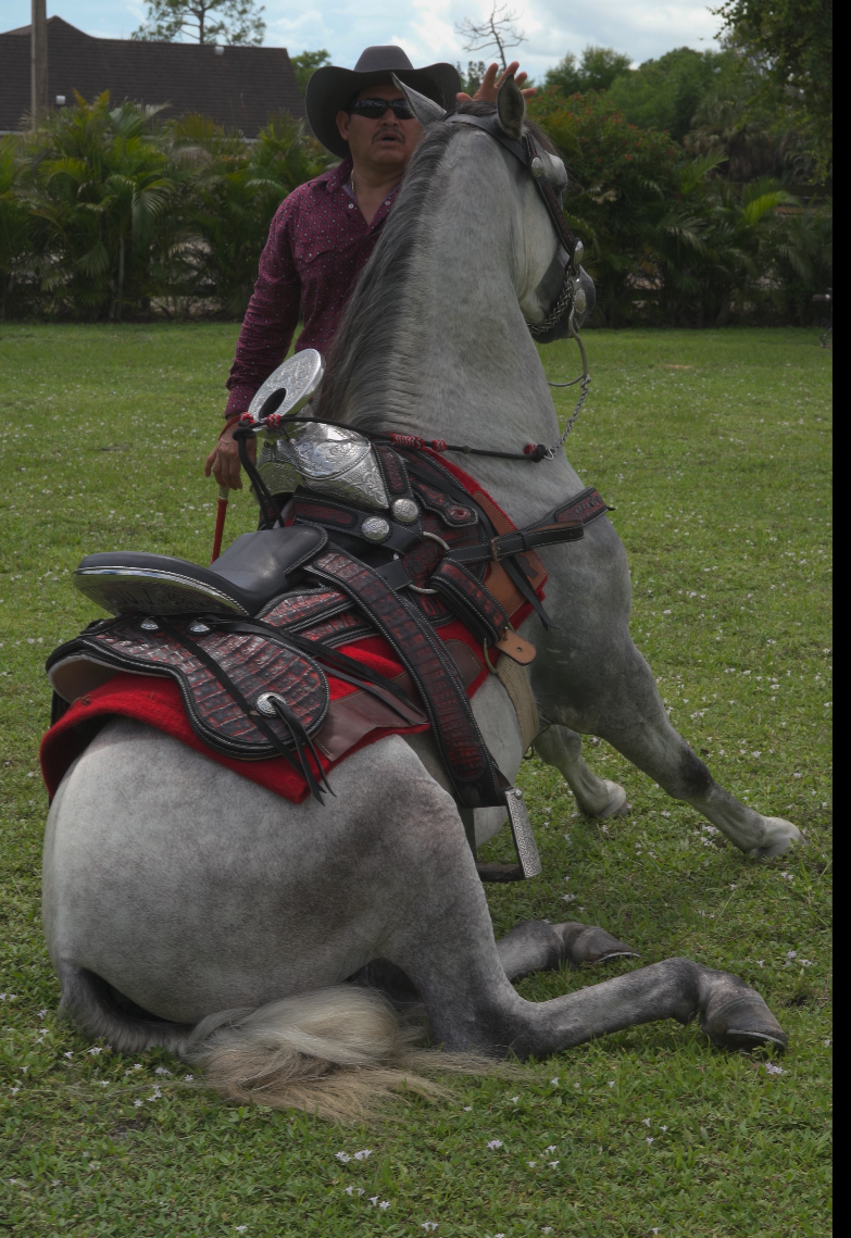 EL-BAILADOR-RANCHO-JIMENEZ (4)