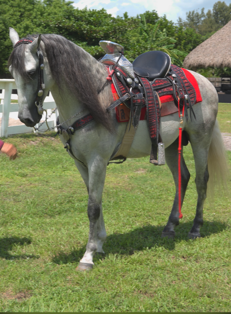 EL-BAILADOR-RANCHO-JIMENEZ (7)