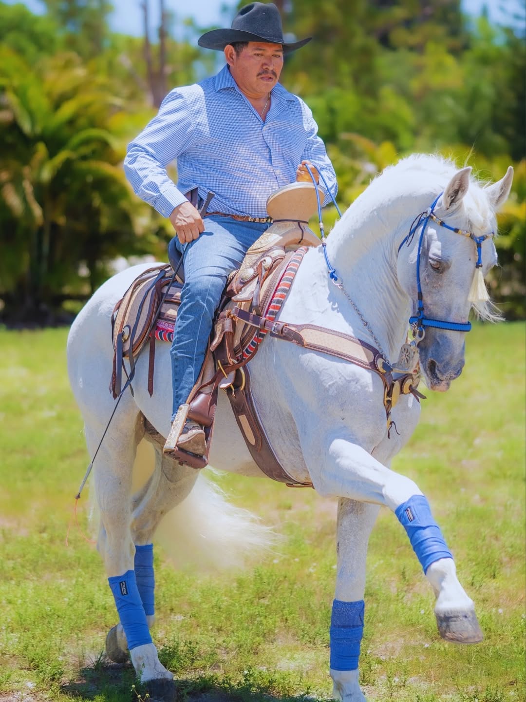 En Rancho Jiménez viven los caballos de exhibición más extraordinarios…y entre ellos, brilla NAP (1)
