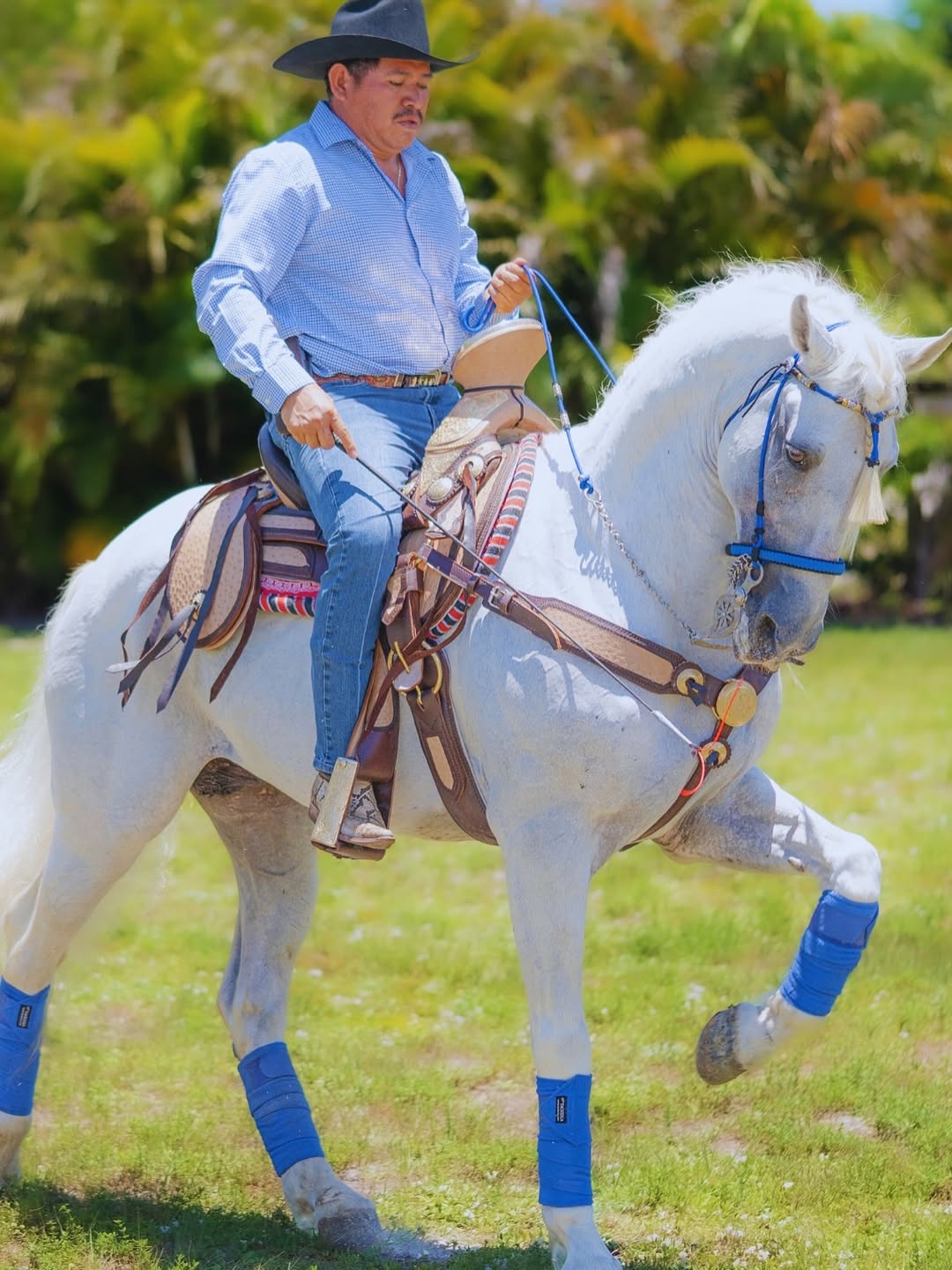 En Rancho Jiménez viven los caballos de exhibición más extraordinarios…y entre ellos, brilla NAP (2)