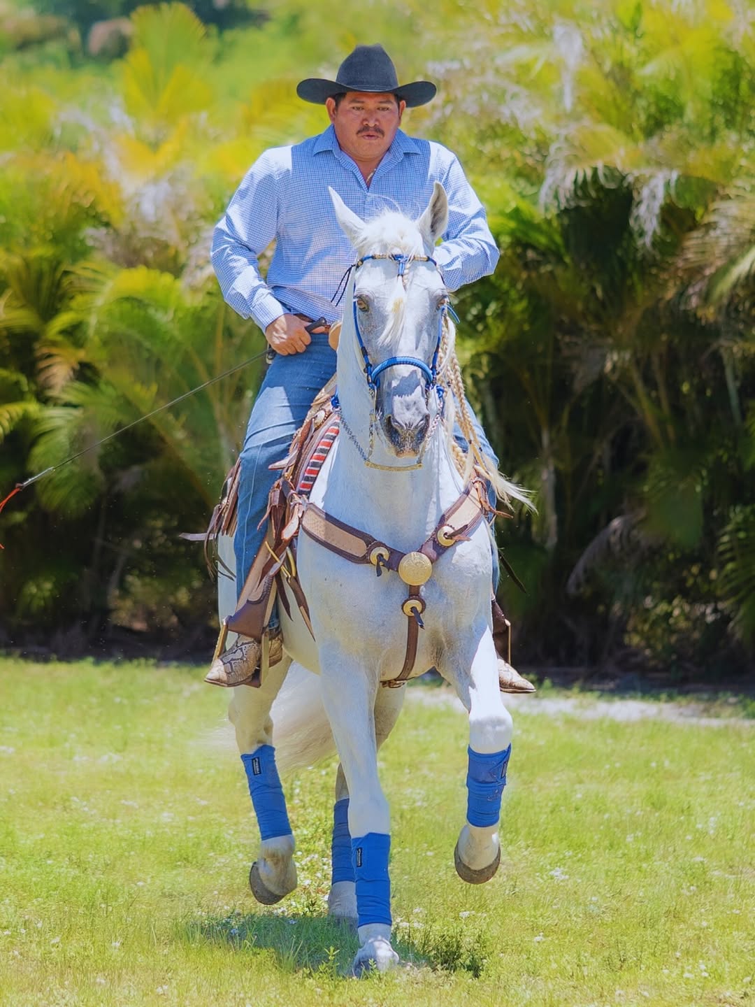 En Rancho Jiménez viven los caballos de exhibición más extraordinarios…y entre ellos, brilla NAP (3)