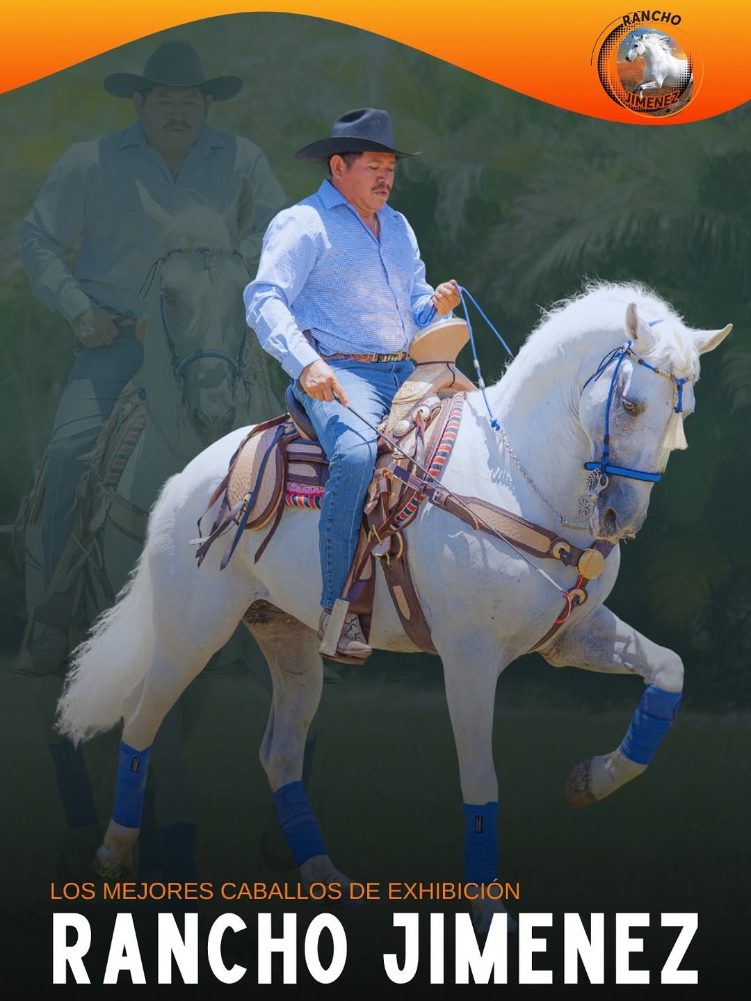 En Rancho Jiménez viven los caballos de exhibición más extraordinarios…y entre ellos, brilla NAP (4)