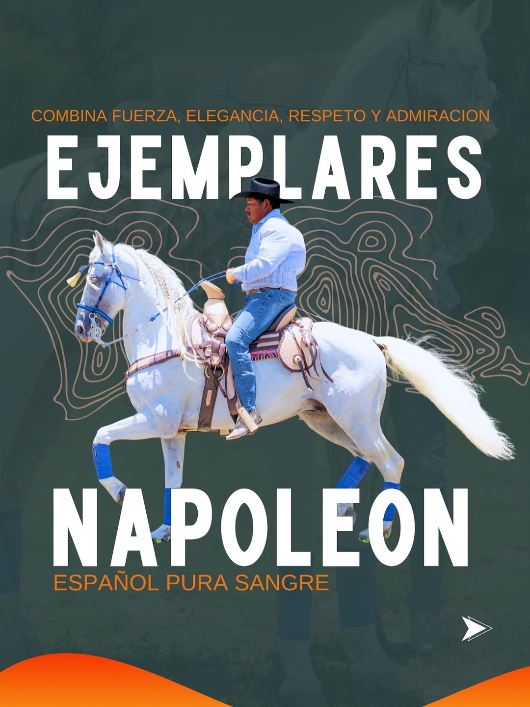 En Rancho Jiménez viven los caballos de exhibición más extraordinarios…y entre ellos, brilla NAP