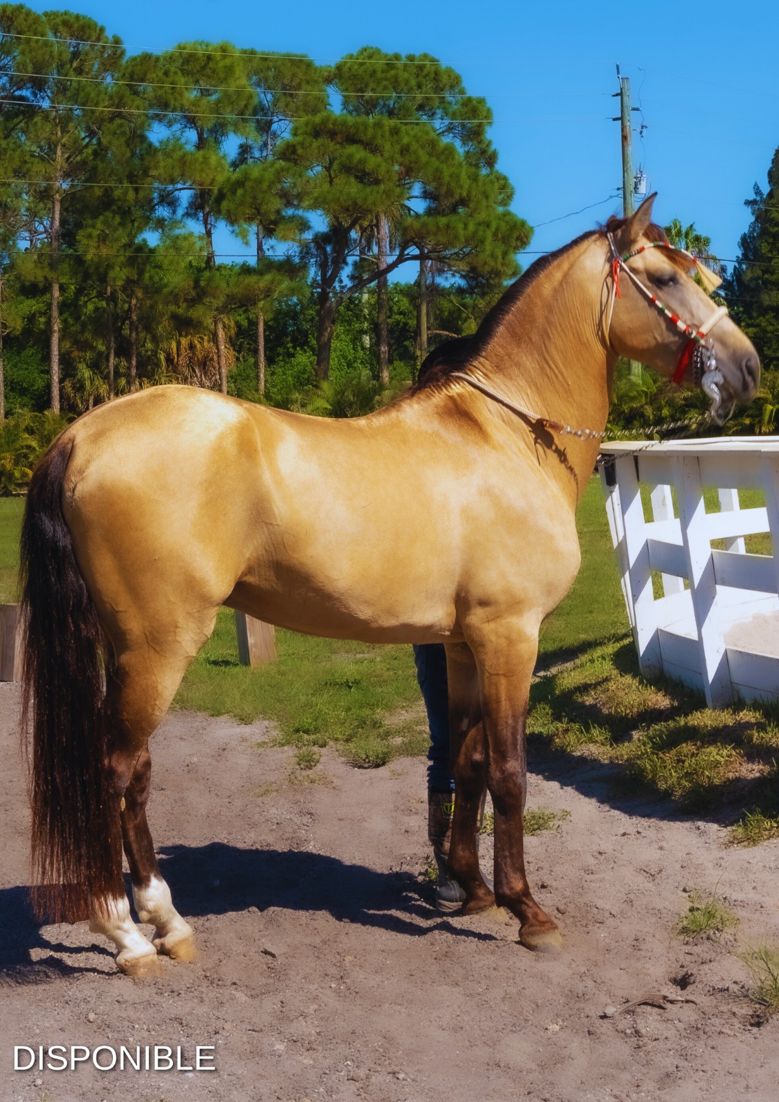 RANCHO-JIMENEZ-FL-CABALLO-COYOTE (16)