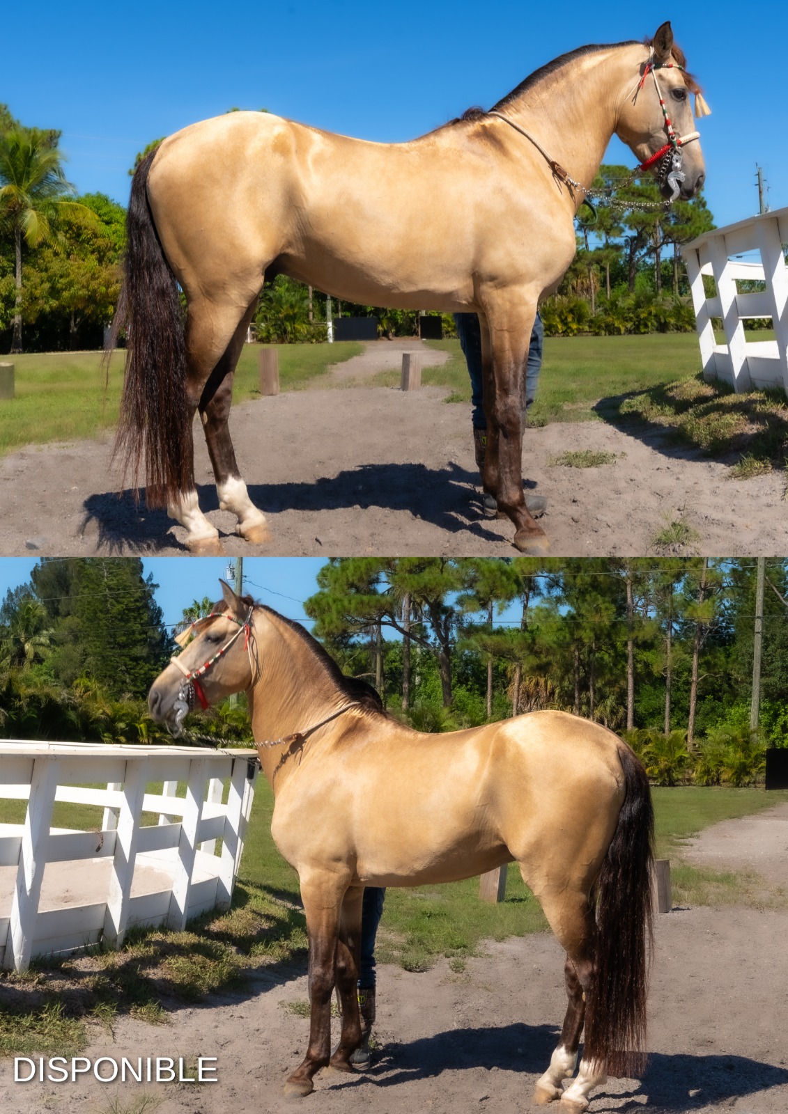 RANCHO-JIMENEZ-FL-CABALLO-COYOTE (17)