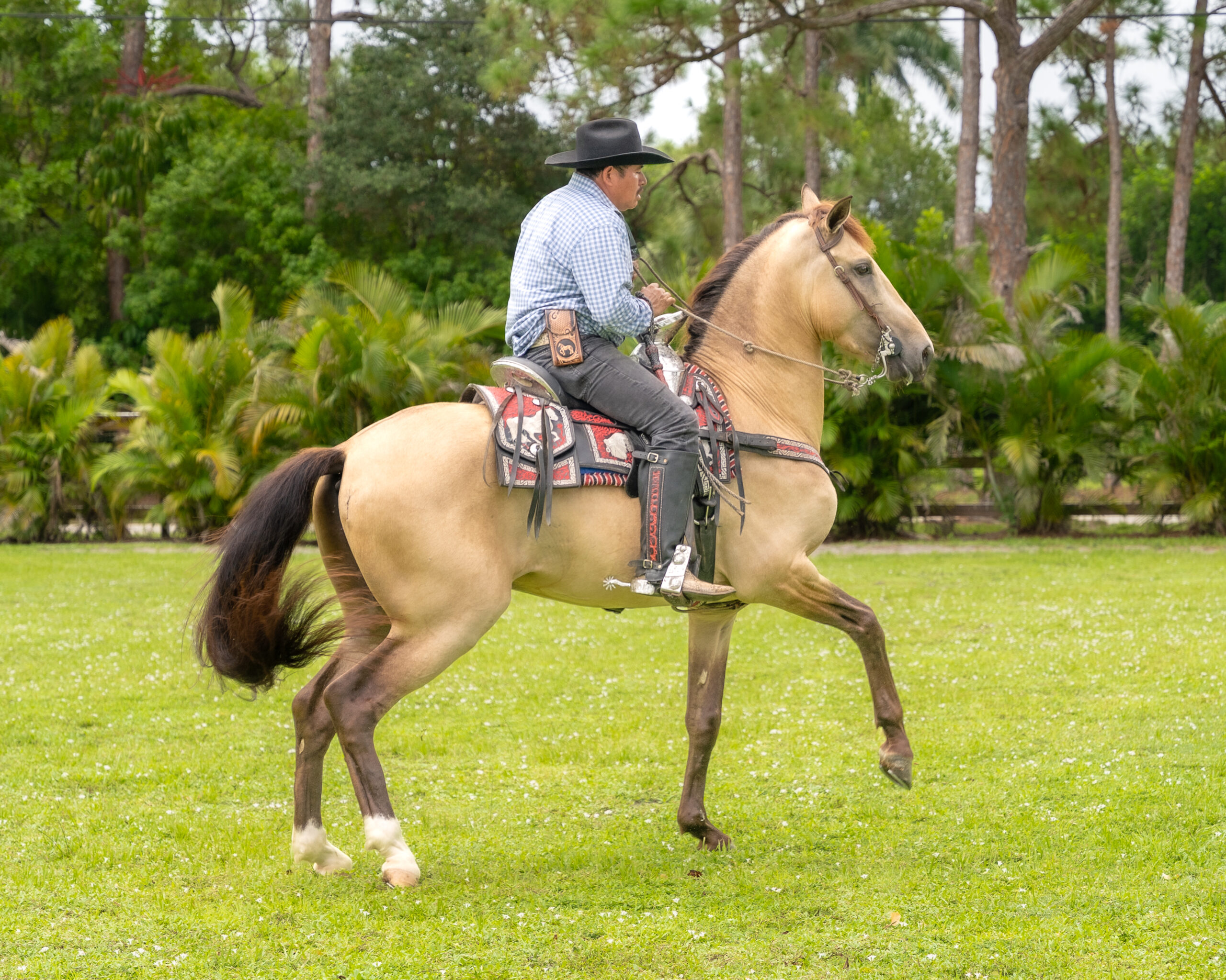 RANCHO-JIMENEZ-FL-CABALLO-COYOTE (3)
