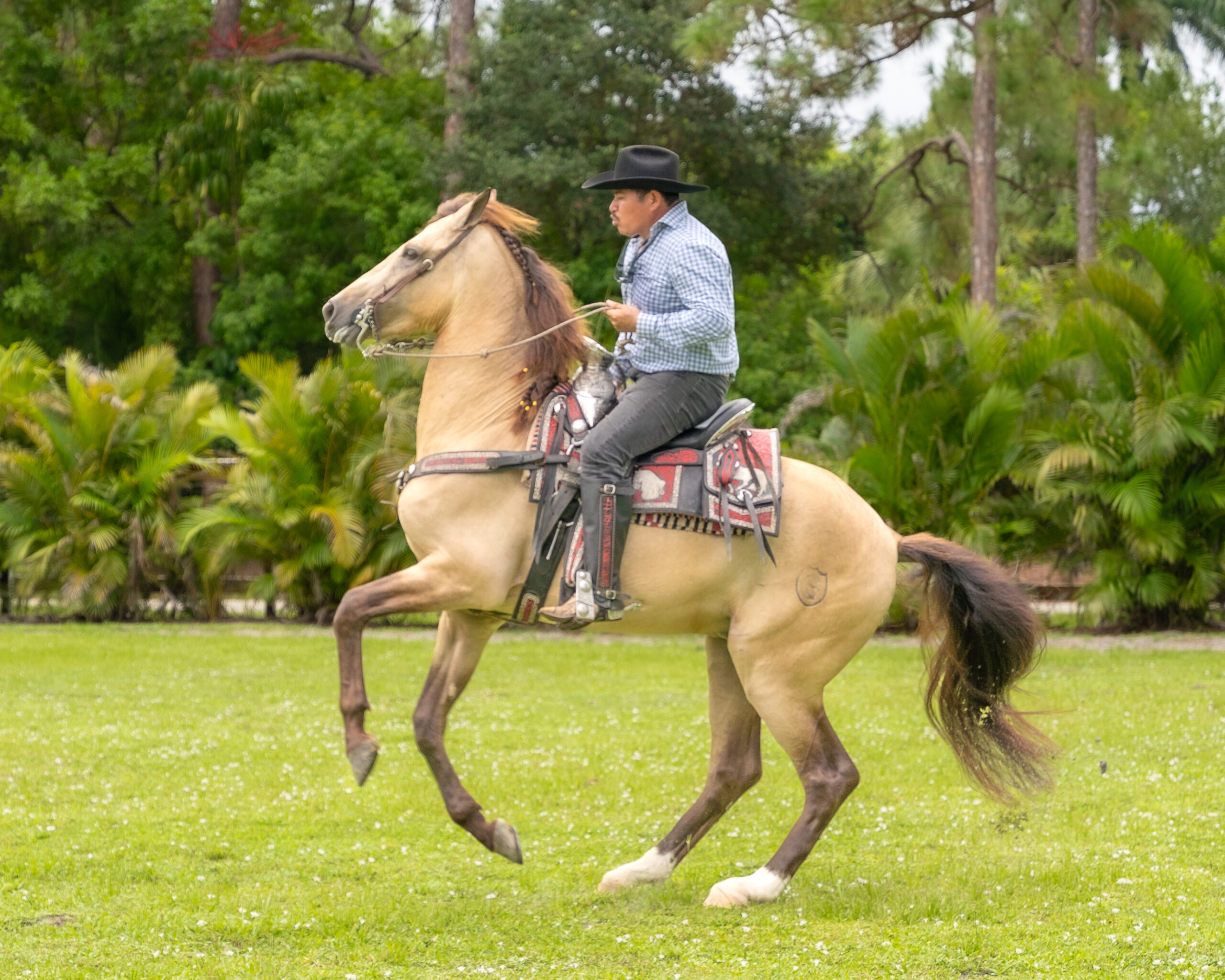 RANCHO-JIMENEZ-FL-CABALLO-COYOTE (4)