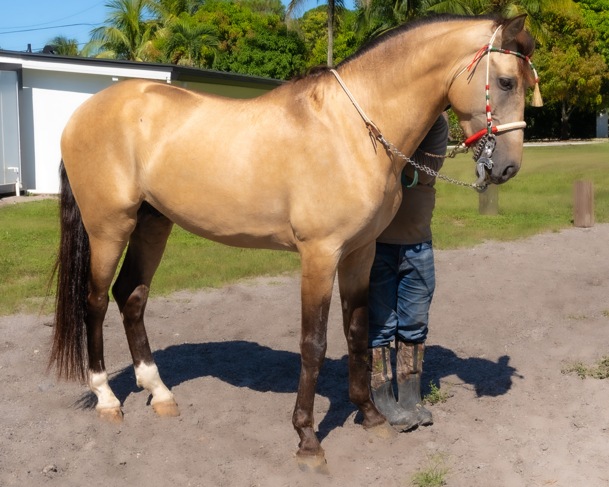 RANCHO-JIMENEZ-FL-CABALLO-COYOTE (6)