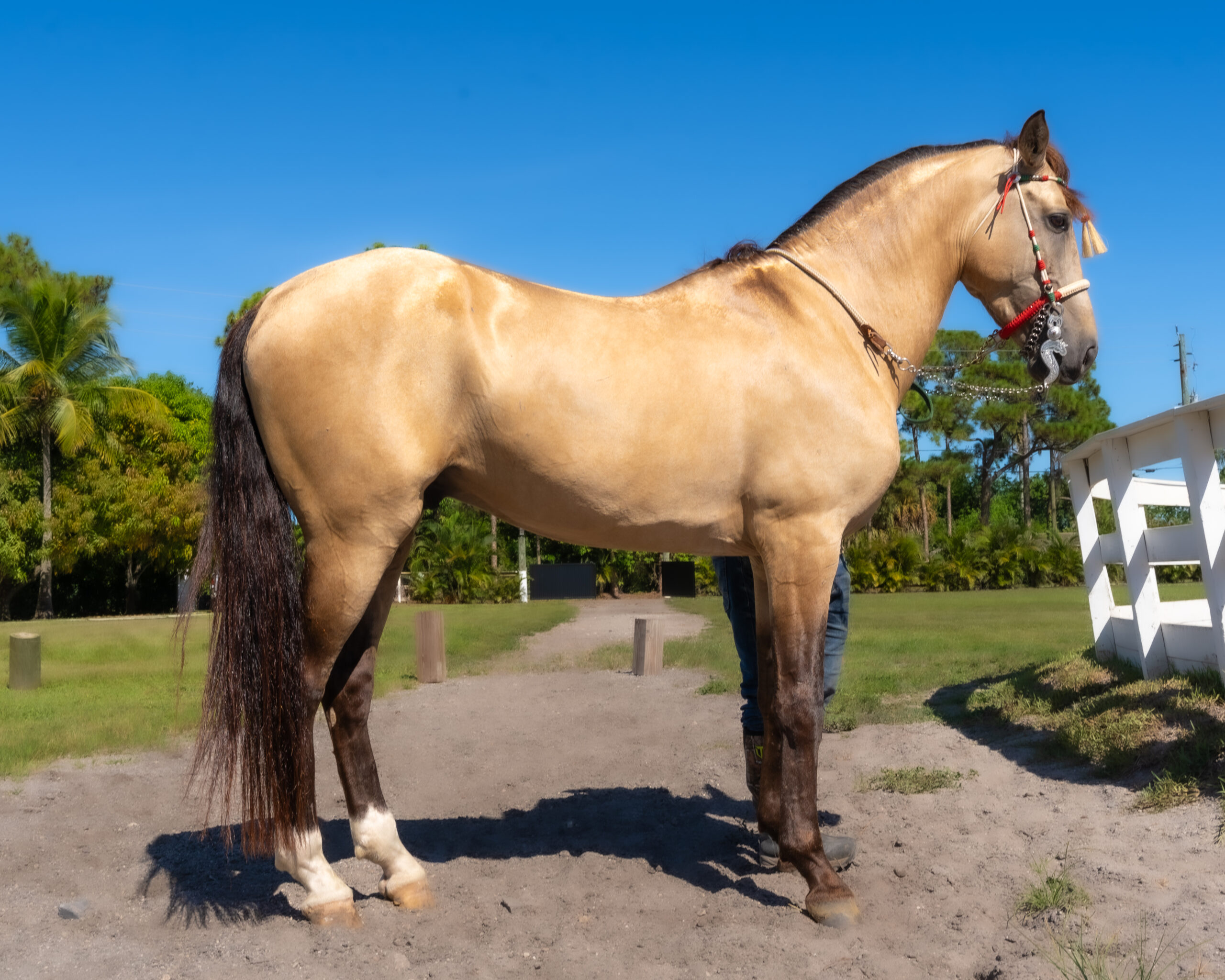 RANCHO-JIMENEZ-FL-CABALLO-COYOTE (7)