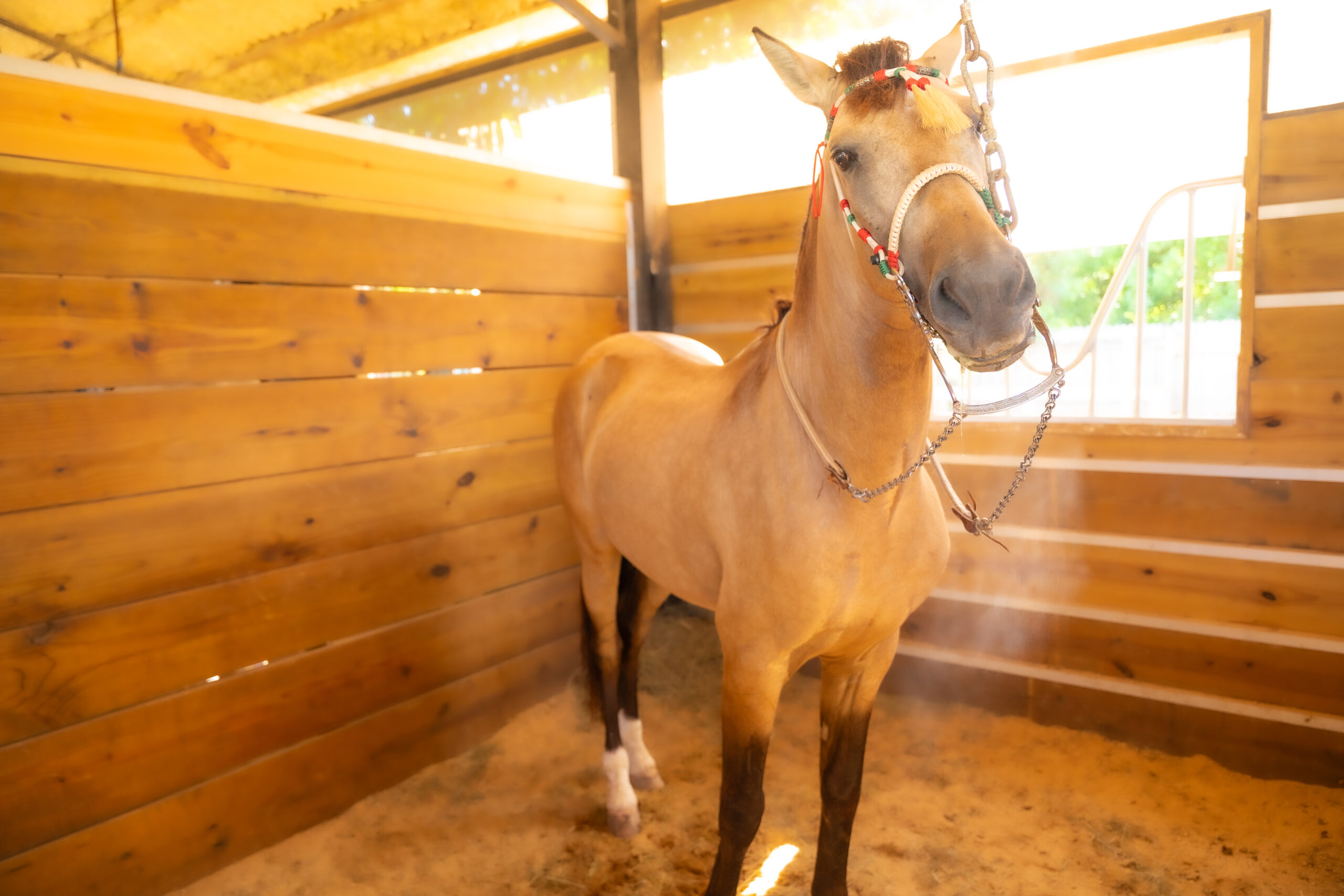 RANCHO-JIMENEZ-FL-CABALLO-COYOTE (8)