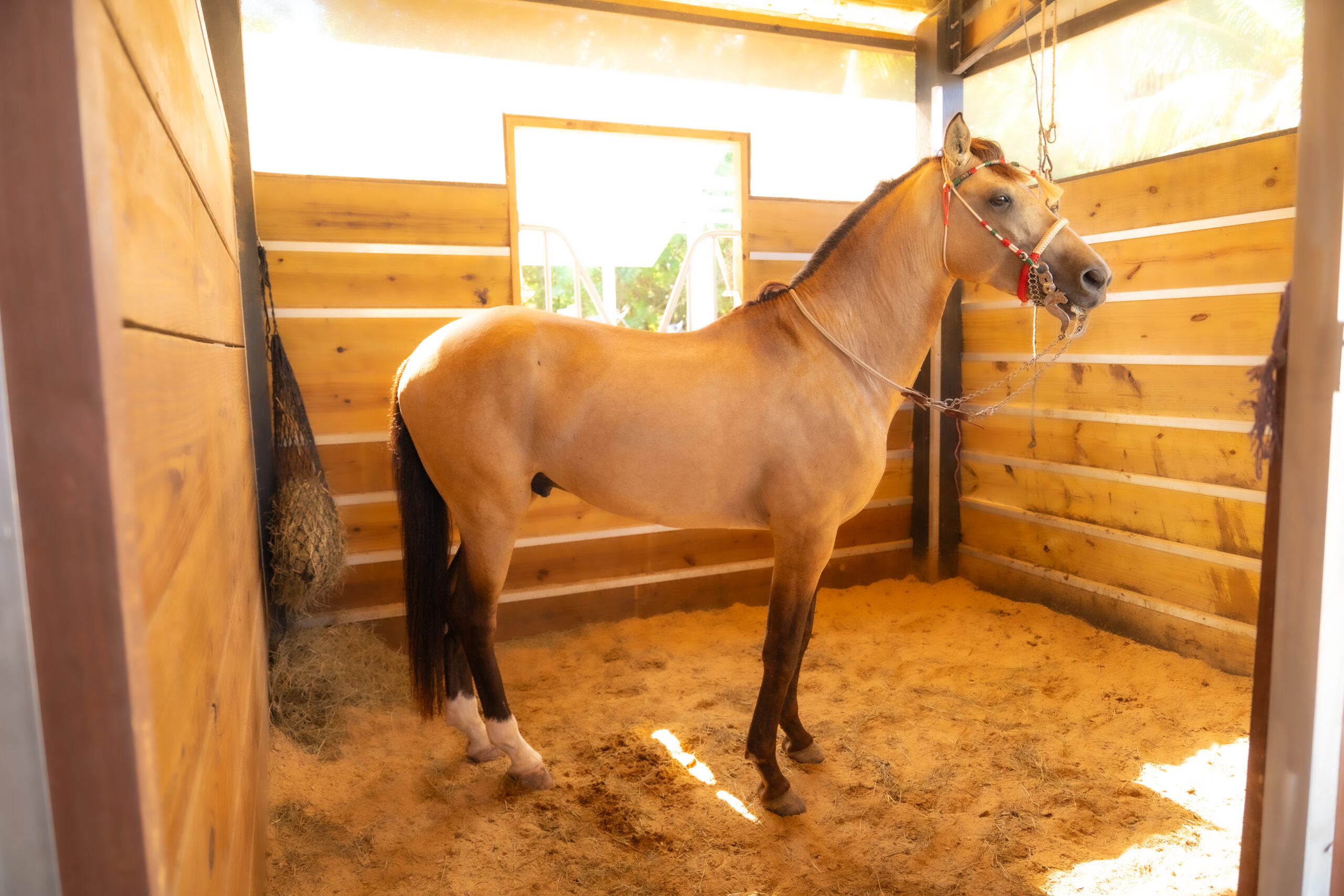 RANCHO-JIMENEZ-FL-CABALLO-COYOTE (9)