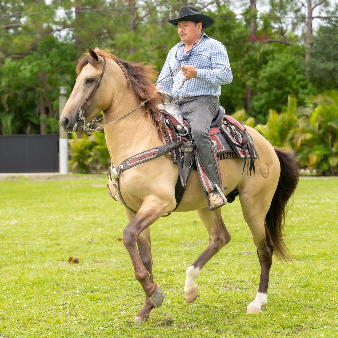 Rancho-Jimenez-Coyote