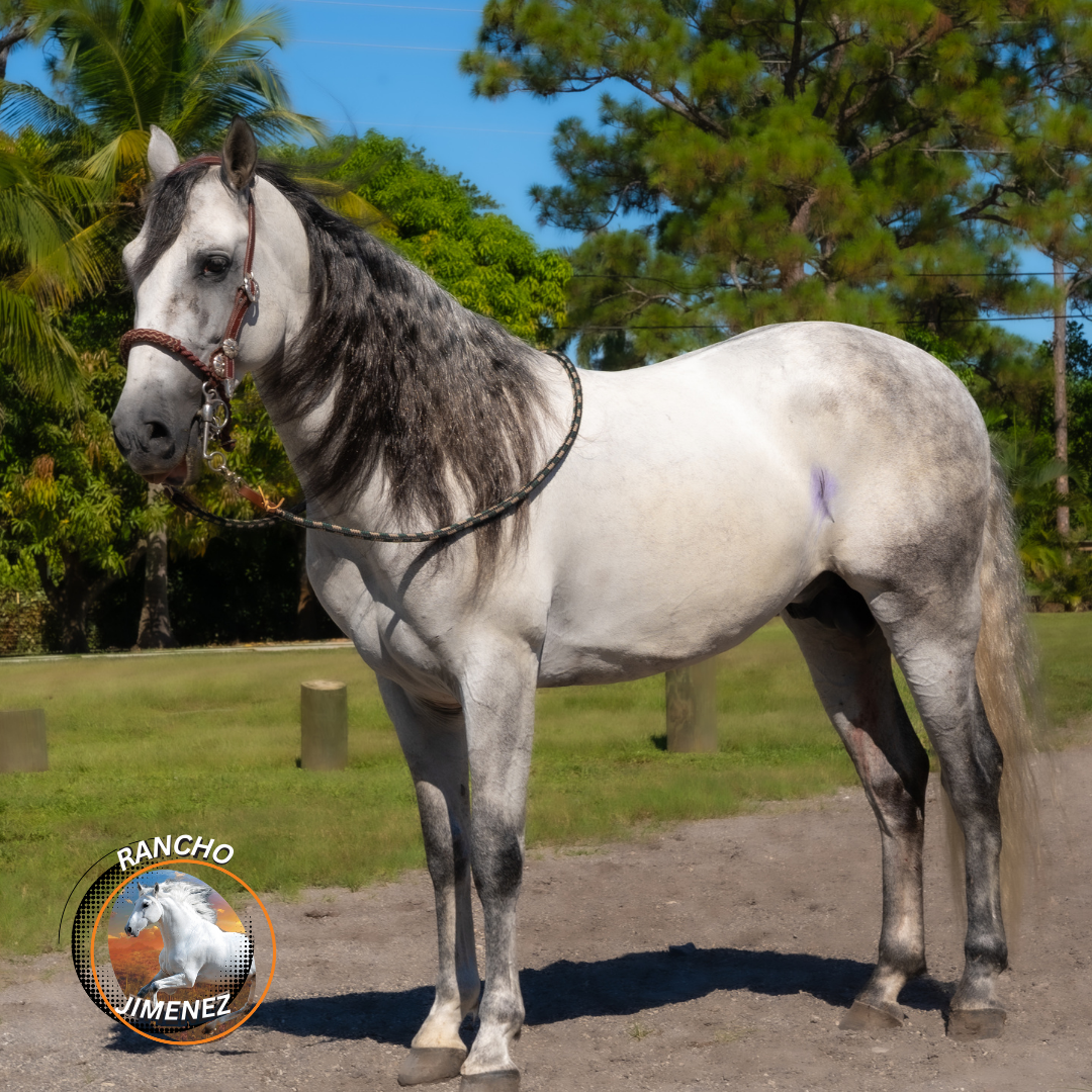 Rancho-jimenez-El Bailador-3