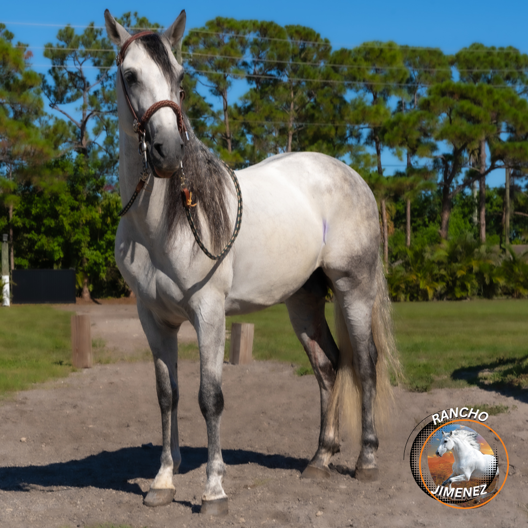 Rancho-jimenez-El Bailador