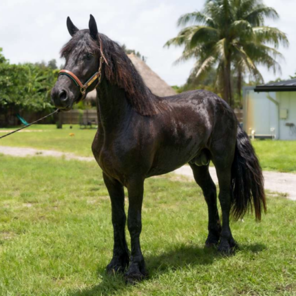 Caballo El Fantasma