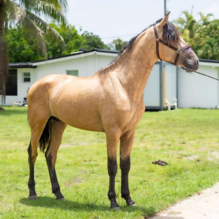 Caballo EL Rayo